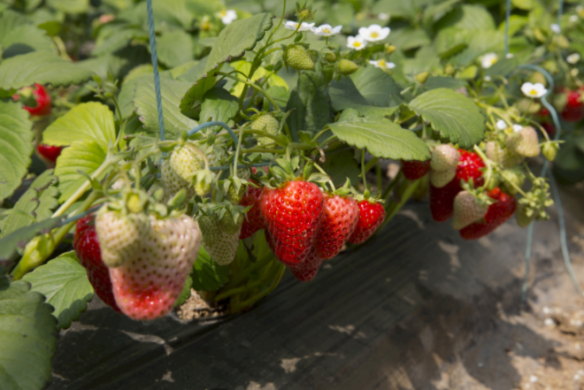 1683185338111770.png 測(cè)土儀